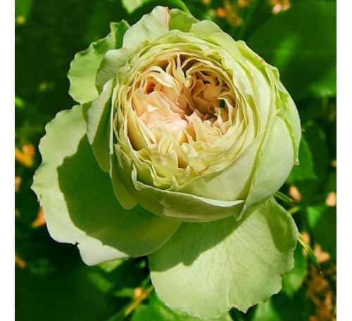 Роза Лавли Грин (Lovely Green)